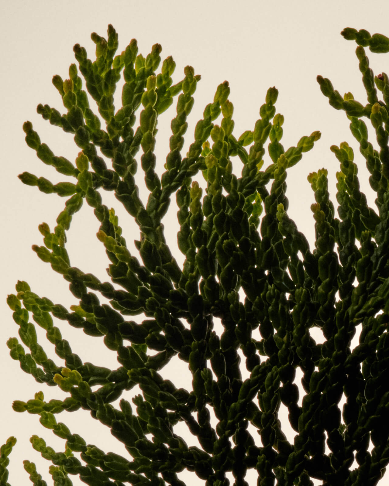 WINTER SAGA PERFUME OIL BY UNIFROM